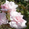 rose Bloomfield Abundance