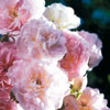 rose Blush Noisette