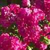 rose Bordeaux