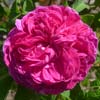 rose Boufarik