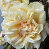 rose Bouquet d'Or