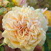 rose Buff Beauty