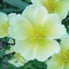 rose Canary Bird
