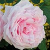 rose Captain Christy Climbing