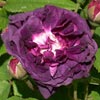 rose Cardinal de Richelieu