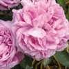 rose Catherine Soupert