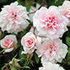 rose C�cile Brunner grimpant
