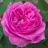 rose Charlemagne