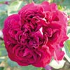 rose Charles Lef�bvre