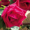 rose Chateau Clos Vougeot