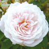 rose Clio
