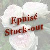 rose Clotilde Soupert