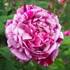 rose Commandant Beaurepaire