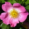rose Comte de Torres