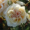 rose Complicata