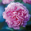 rose Comtesse C�cile de Chabrillant