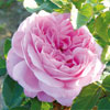 rose Comtesse Henriette Combes