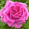 rose Comtesse d'Oxford
