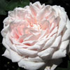 rose Comtesse de Rocquigny