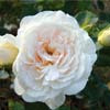 rose Coquette des blanches