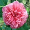rose Coralina