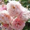 rose Corn�lia