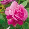 rose Corn�lie