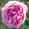 rose Coupe d'H�b�