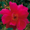rose Cuba