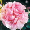 rose Cuisse de Nymphe Emue