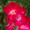 rose Dortmund