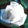 rose Ducher