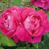 rose Dupuis Jamain