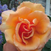 rose Duquesa de Peneranda