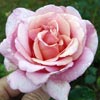 rose Emile Cramon