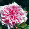 rose Enfant de France