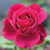 rose Etoile de France