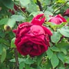 rose Etoile de Hollande