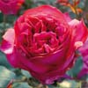 rose Eug�ne Boulet