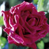 rose Eug�ne F�rst