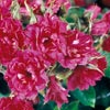rose F. J. Grootendorst