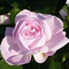 rose Fantin Latour