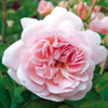 rose F�licia