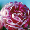 rose Ferdinand Pichard