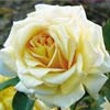 rose Feu Pernet Ducher