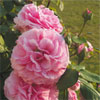 rose Florence Ducher