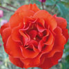 rose Frank Morgan's Sunset