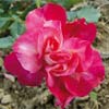 rose General Gallieni