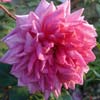 rose G�n�ral Schablikine