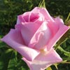 rose Georg Arends